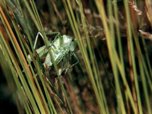 zur�ck zur Auswahl -Weitere Ordnungen-