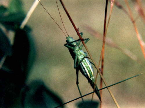 zur�ck zur Auswahl -Weitere Ordnungen-