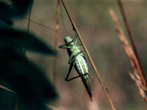 zur�ck zur Auswahl -Weitere Ordnungen-