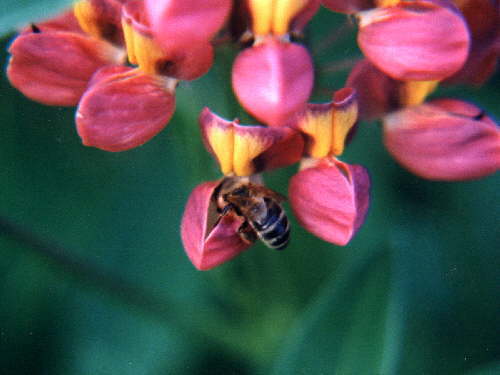 zur�ck zur Auswahl -Hautfl�gler-