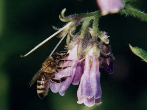 zur�ck zur Auswahl -Hautfl�gler-