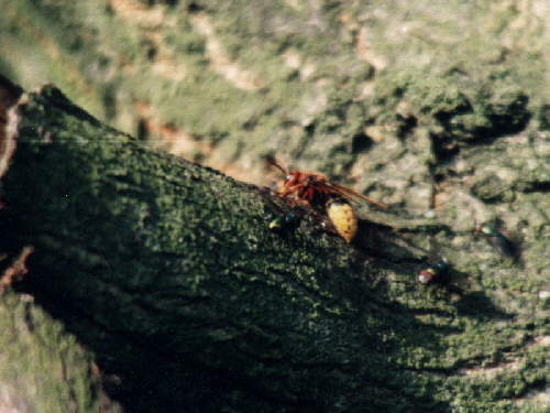 zur�ck zur Auswahl -Hautfl�gler-