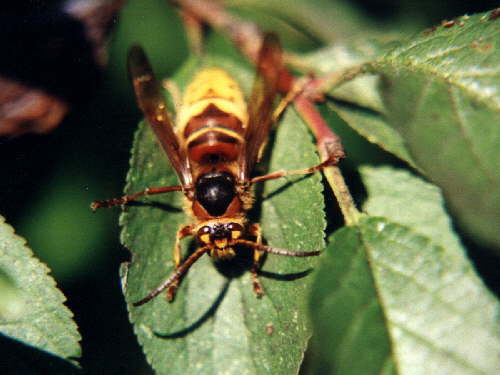 zur�ck zur Auswahl -Hautfl�gler-