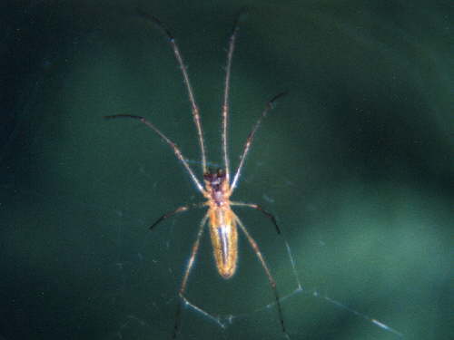 zur�ck zur Auswahl -Weitere Tierst�mme-