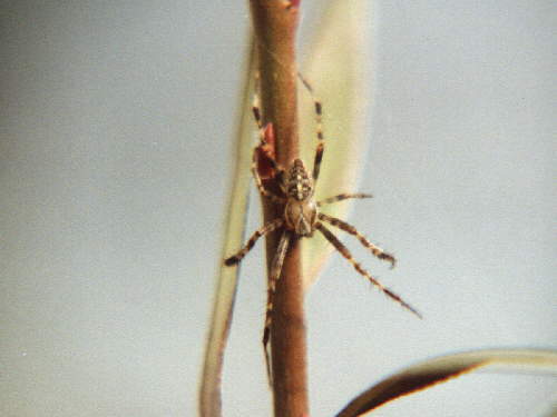 zur�ck zur Auswahl -Weitere Tierst�mme-