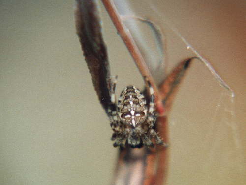 zur�ck zur Auswahl -Weitere Tierst�mme-