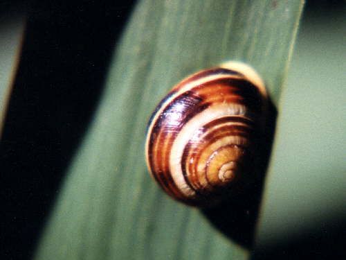 zur�ck zur Auswahl -Weitere Tierst�mme-