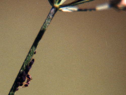 zur�ck zur Auswahl -Weitere Ordnungen-