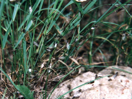 zur�ck zur Auswahl -Hautfl�gler-