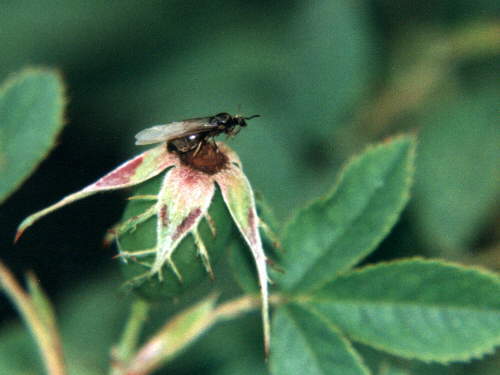 zur�ck zur Auswahl -Hautfl�gler-