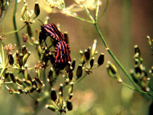zur�ck zur Auswahl -Weitere Ordnungen-
