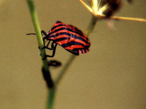 zur�ck zur Auswahl -Weitere Ordnungen-