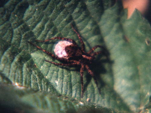 zur�ck zur Auswahl -Weitere Tierst�mme-