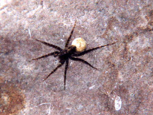 zur�ck zur Auswahl -Weitere Tierst�mme-