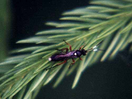 zur�ck zur Auswahl -Weitere Ordnungen-