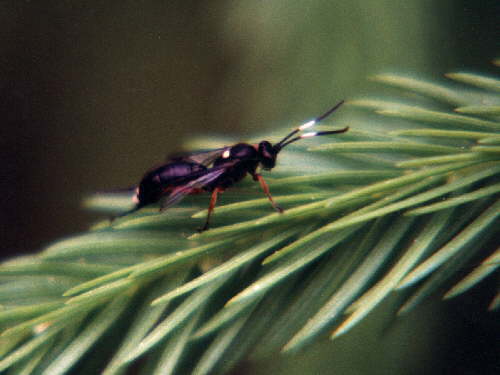 zur�ck zur Auswahl -Weitere Ordnungen-