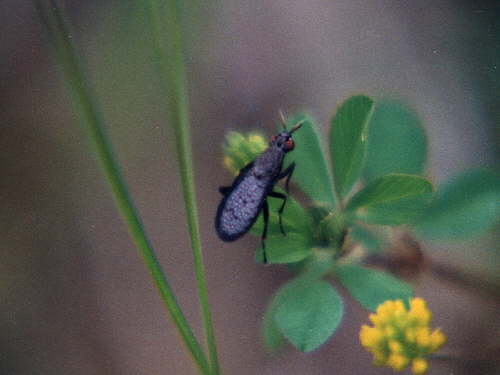 zur�ck zur Auswahl -Weitere Ordnungen-