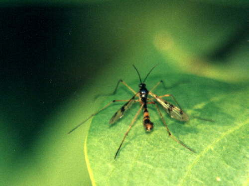 zur�ck zur Auswahl -Weitere Ordnungen-