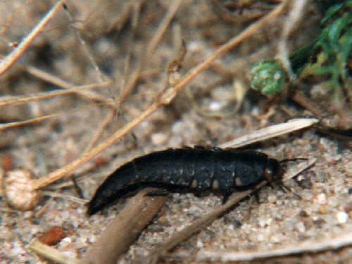 zur�ck zur Auswahl -Weitere Ordnungen-