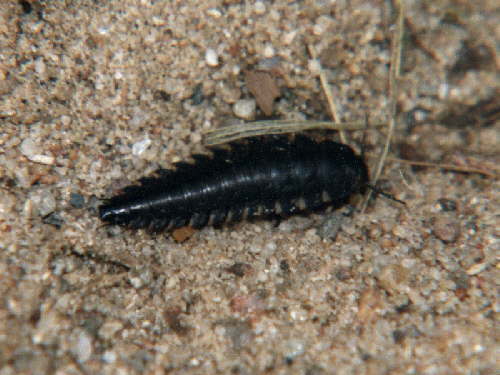 zur�ck zur Auswahl -Weitere Ordnungen-