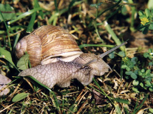 zur�ck zur Auswahl -Weitere Tierst�mme-