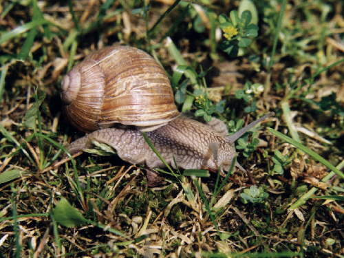 zur�ck zur Auswahl -Weitere Tierst�mme-