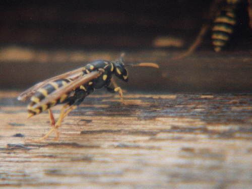 zur�ck zur Auswahl -Hautfl�gler-