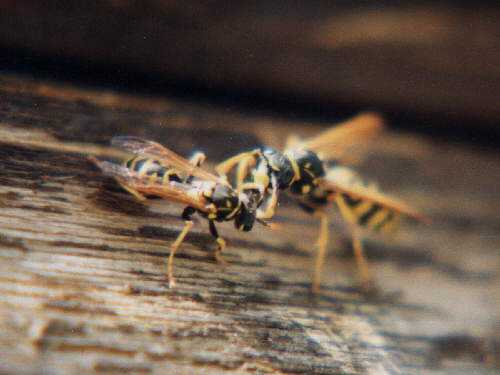 zur�ck zur Auswahl -Hautfl�gler-