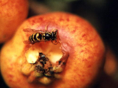 zur�ck zur Auswahl -Hautfl�gler-