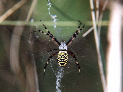 zur�ck zur Auswahl -Weitere Tierst�mme-