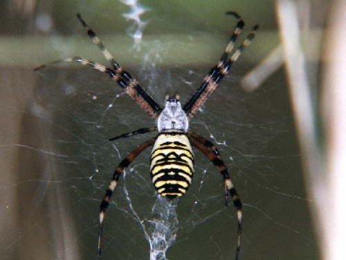 zur�ck zur Auswahl -Weitere Tierst�mme-