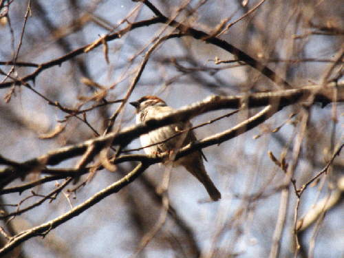 zur�ck zur Auswahl -V�gel-