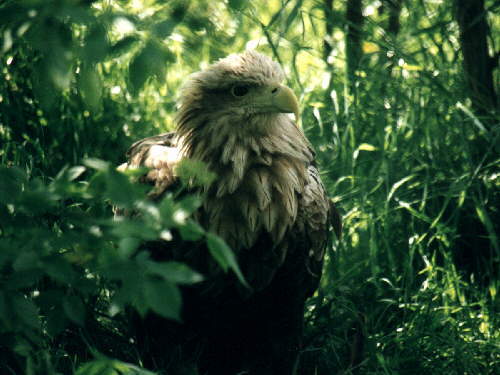 zur�ck zur Auswahl -V�gel-