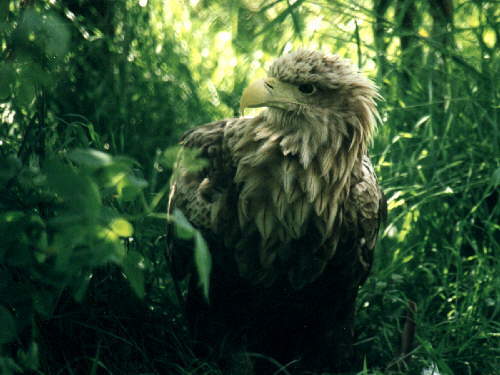 zur�ck zur Auswahl -V�gel-