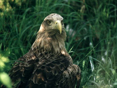 zur�ck zur Auswahl -V�gel-