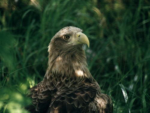 zur�ck zur Auswahl -V�gel-