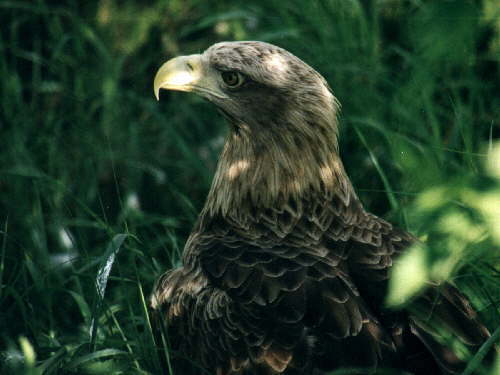 zur�ck zur Auswahl -V�gel-