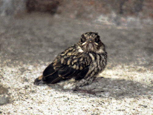 zur�ck zur Auswahl -V�gel-