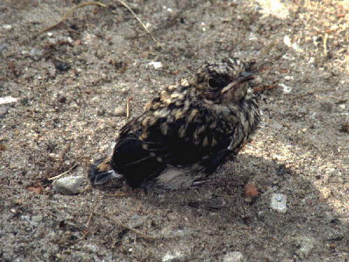 zur�ck zur Auswahl -V�gel-