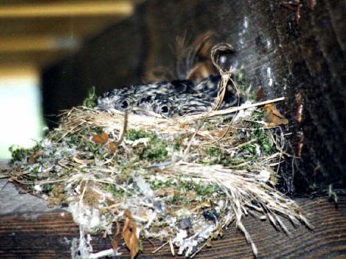 zur�ck zur Auswahl -V�gel-