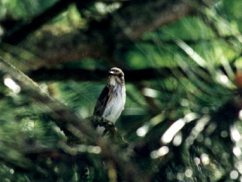 zur�ck zur Auswahl -V�gel-