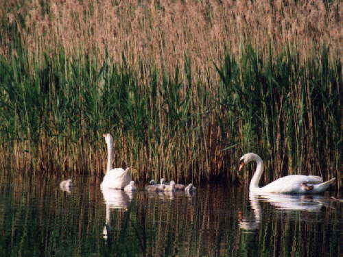 zur�ck zur Auswahl -V�gel-