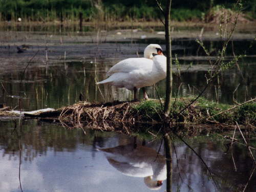 zur�ck zur Auswahl -V�gel-