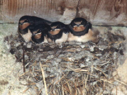 zur�ck zur Auswahl -V�gel-