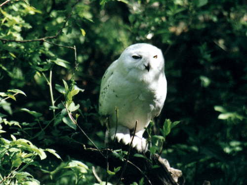 zur�ck zur Auswahl -V�gel-