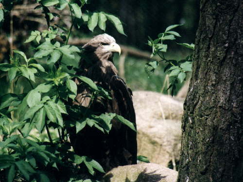 zur�ck zur Auswahl -V�gel-