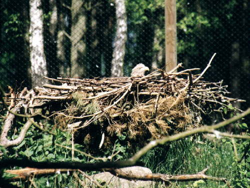 zur�ck zur Auswahl -V�gel-