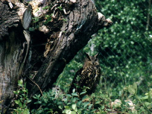 zur�ck zur Auswahl -V�gel-