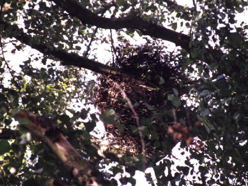 zur�ck zur Auswahl -V�gel-