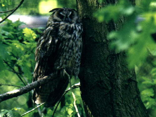 zur�ck zur Auswahl -V�gel-